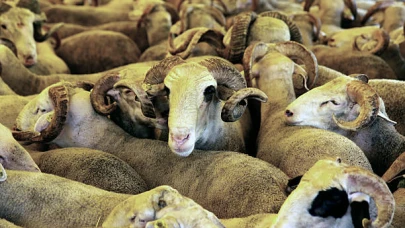 Kurban Ritüelleri: Farklı Dinlerde Fedakarlık ve Şükrün İfadesi
